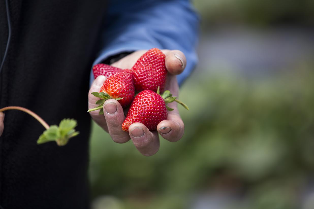 About Us California Strawberry Commission