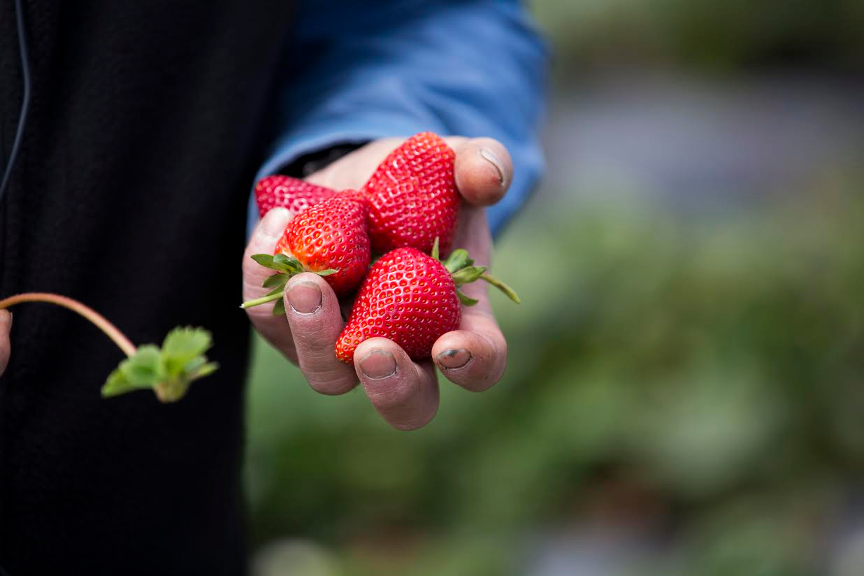 About Us California Strawberry Commission