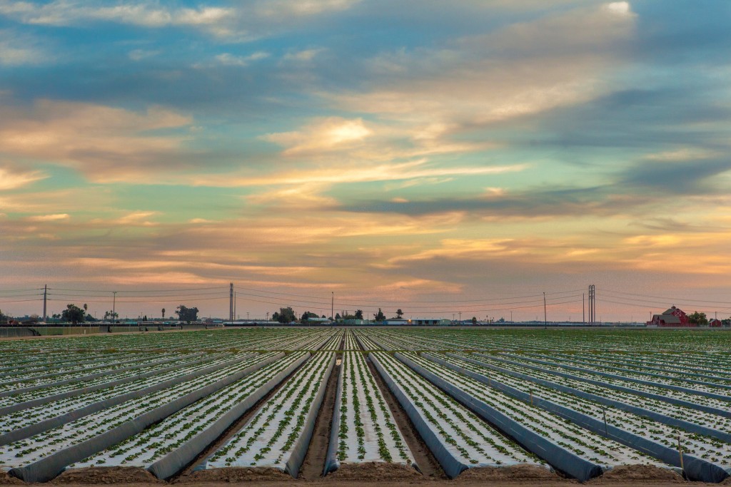 california strawberry farms