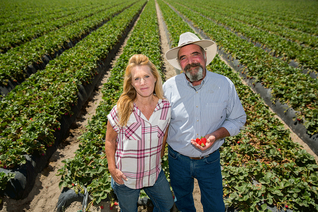California strawberry farmer