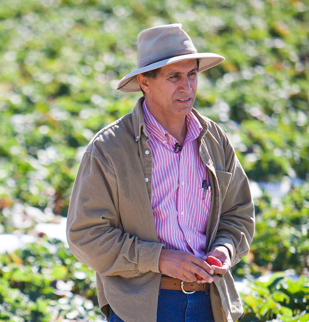 A True Steward of the Land, Hector Gutierrez California Strawberries