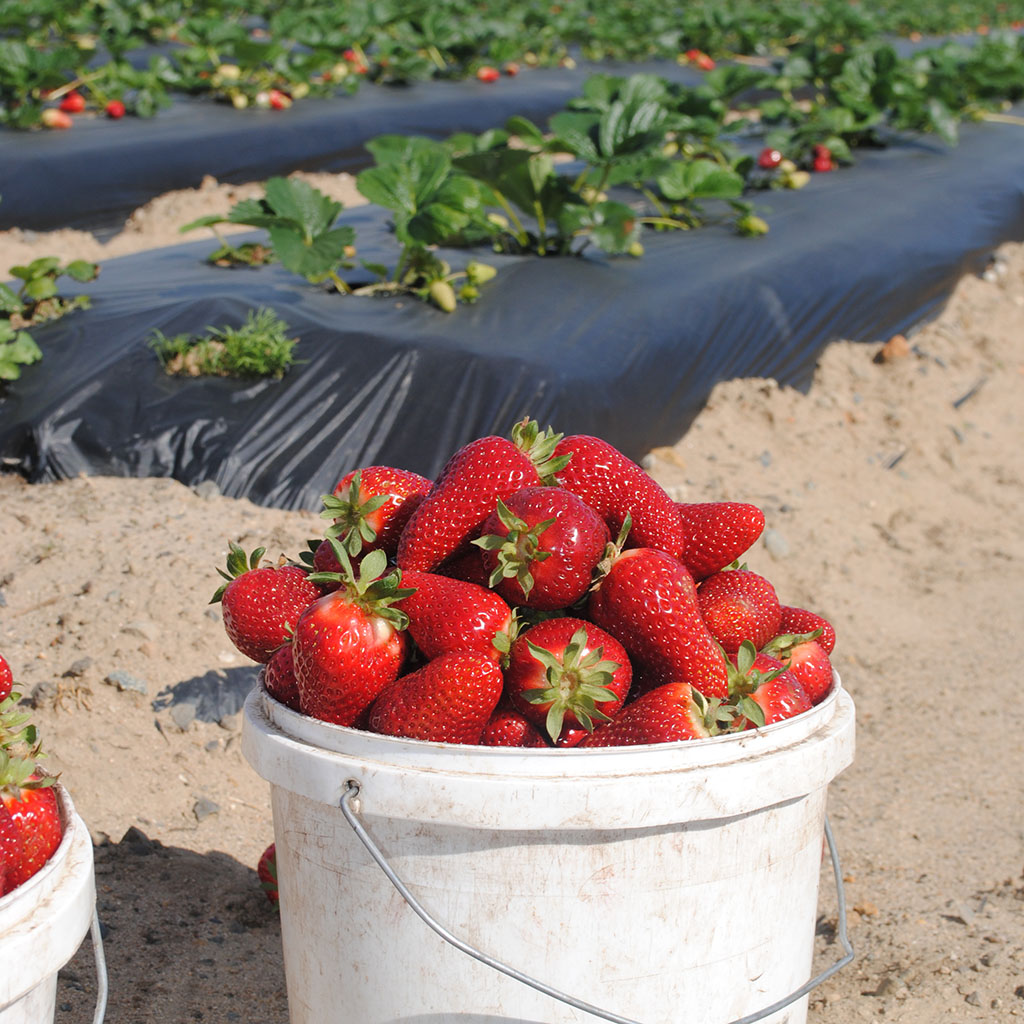 bucket of strawberries 2 California Strawberry Commission