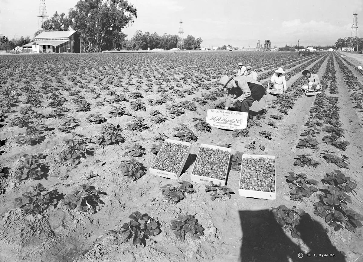 historical photo strawberry field