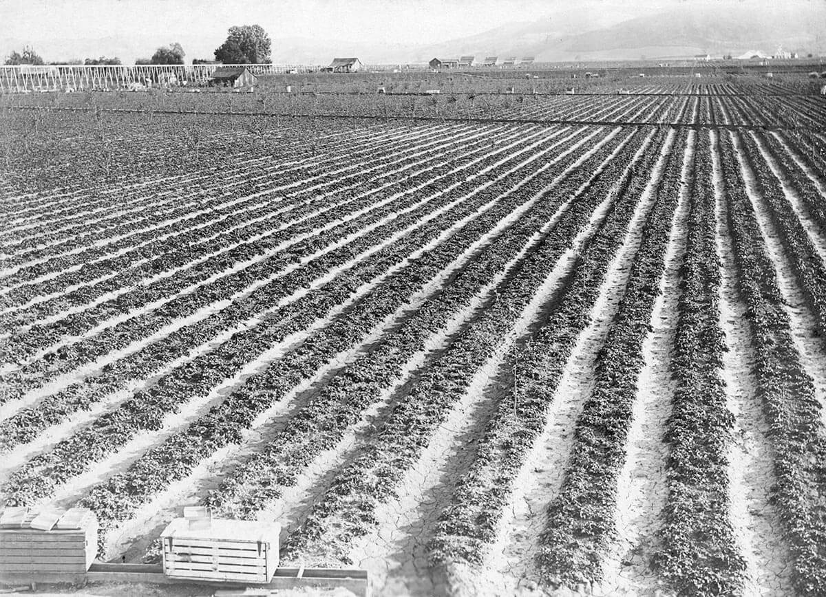 historical photo strawberry field