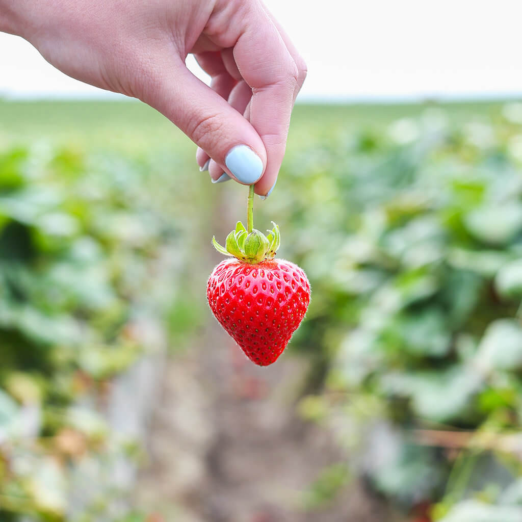 A single beautiful strawberry from California strawberry field