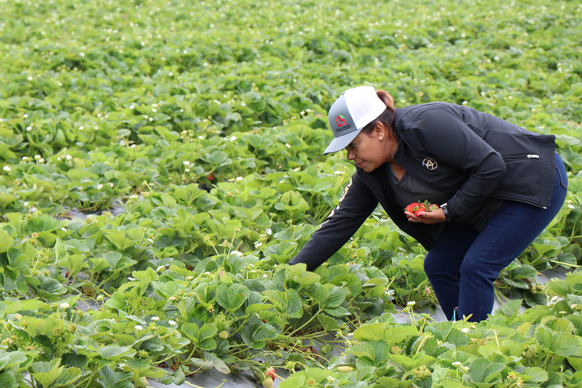 Strawberry Farmer Domitila Tapia California Strawberry Commission