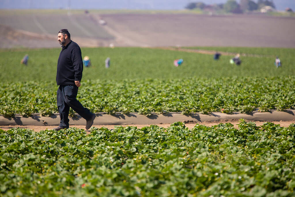 Jose Luis Rocha Jr Salinas Strawberry Farmer