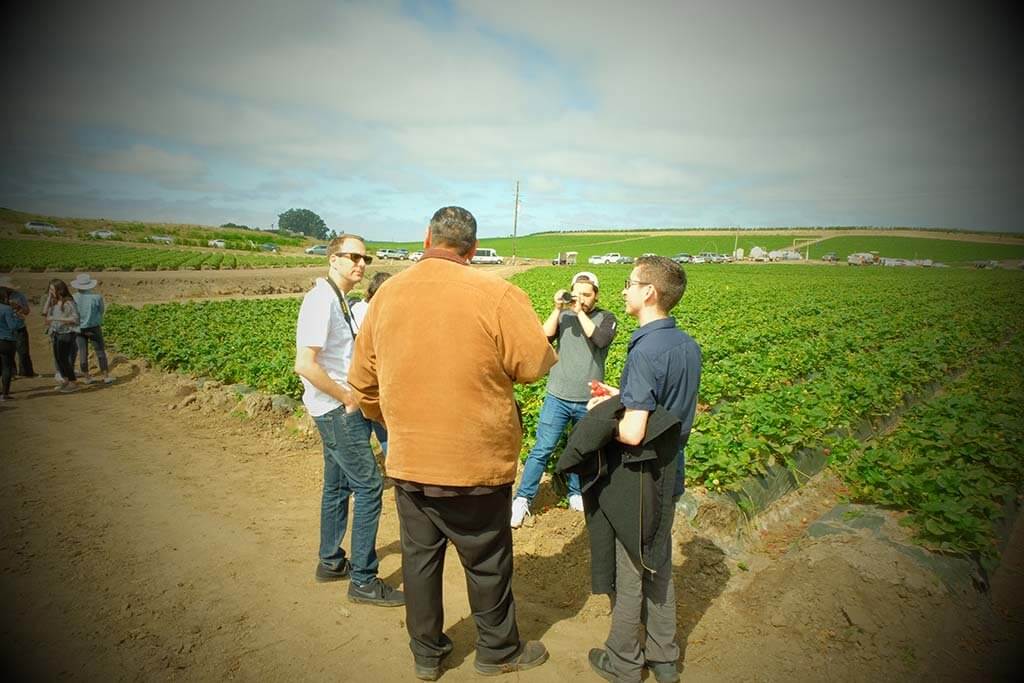 Strawberry Farm Story