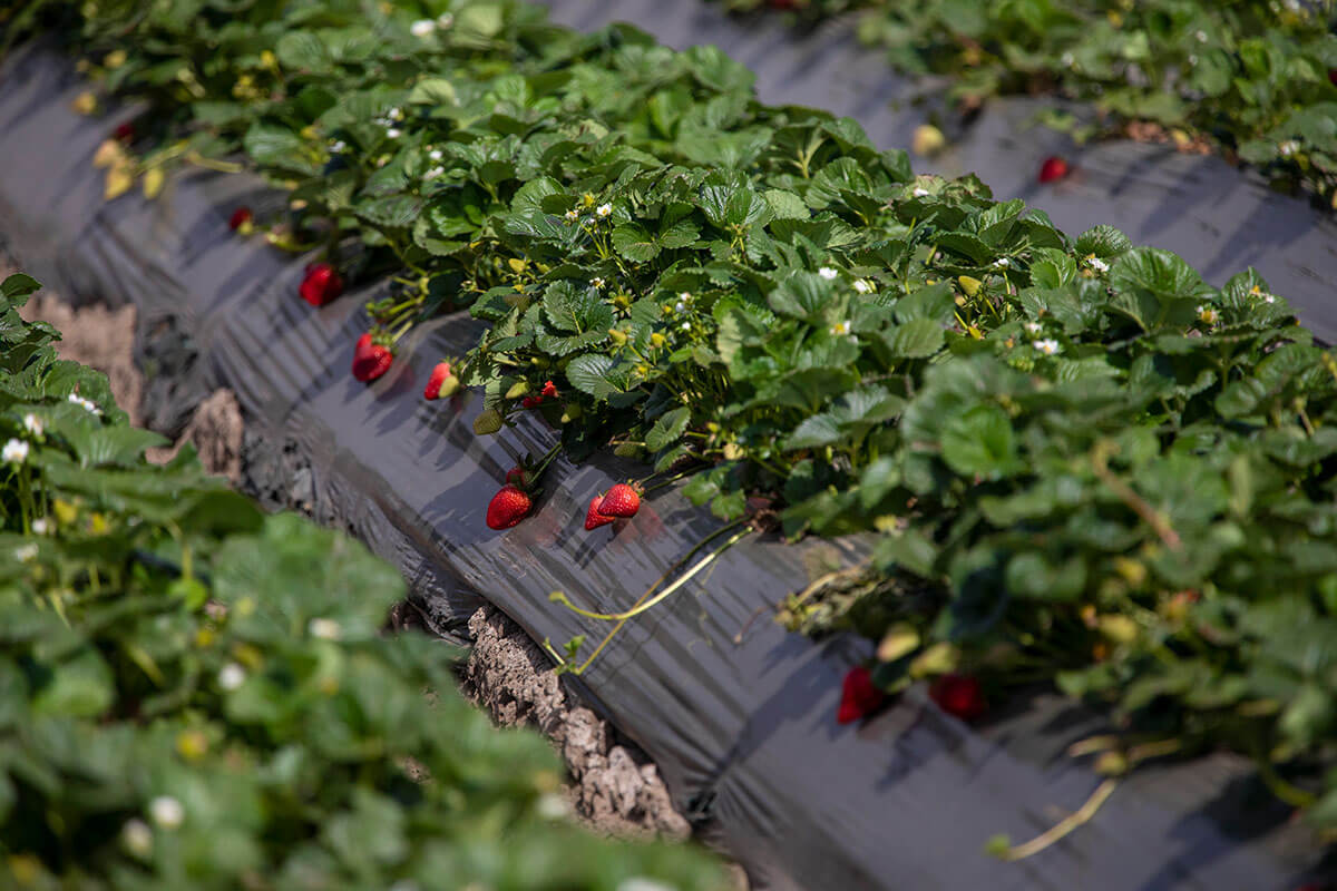 Where Strawberries are Grown California Strawberry Commission