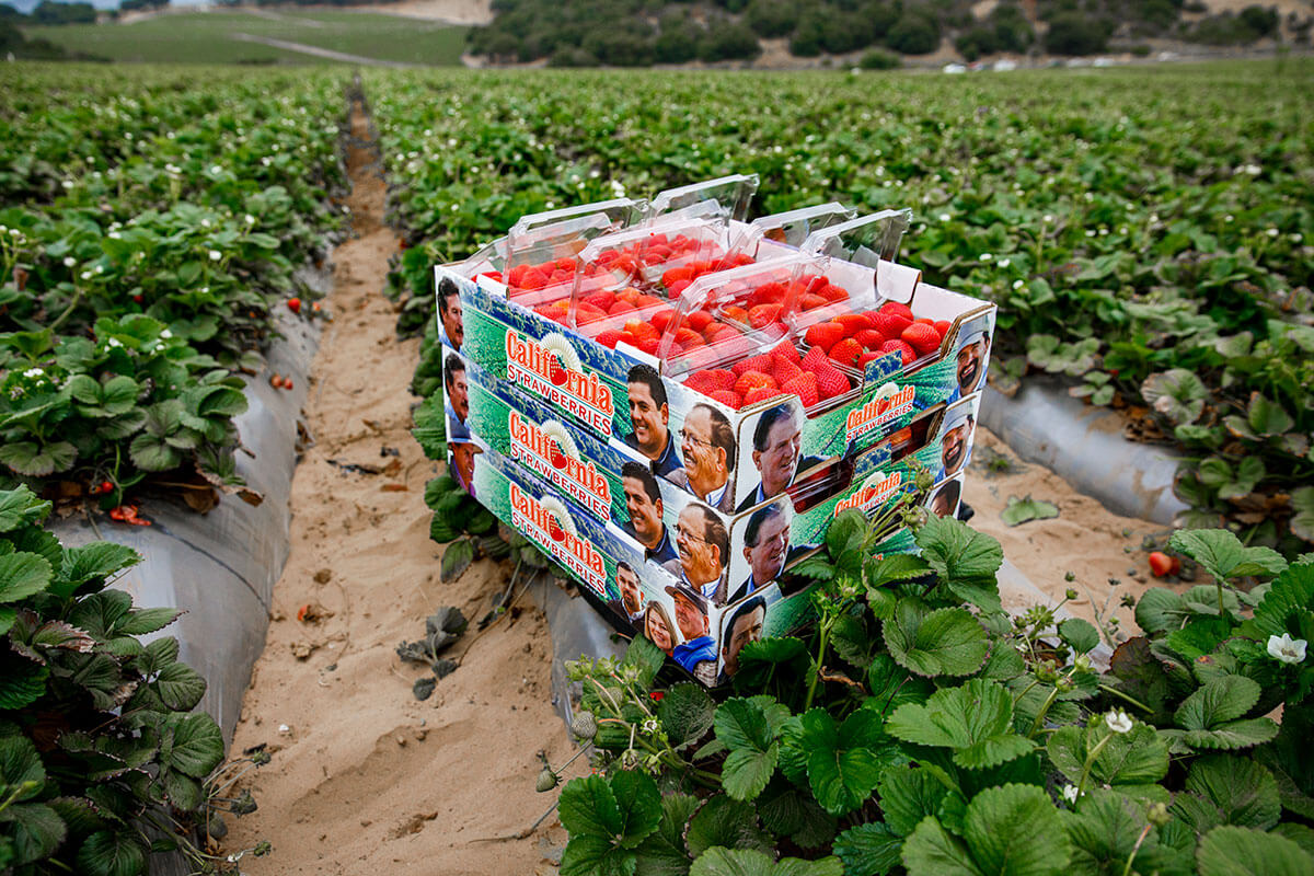 Where Strawberries are Grown California Strawberry Commission