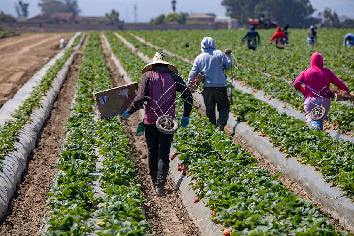 Where Strawberries are Grown California Strawberry Commission
