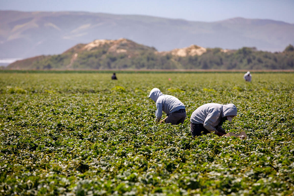 California Strawberry Farmworkers in Watsonville