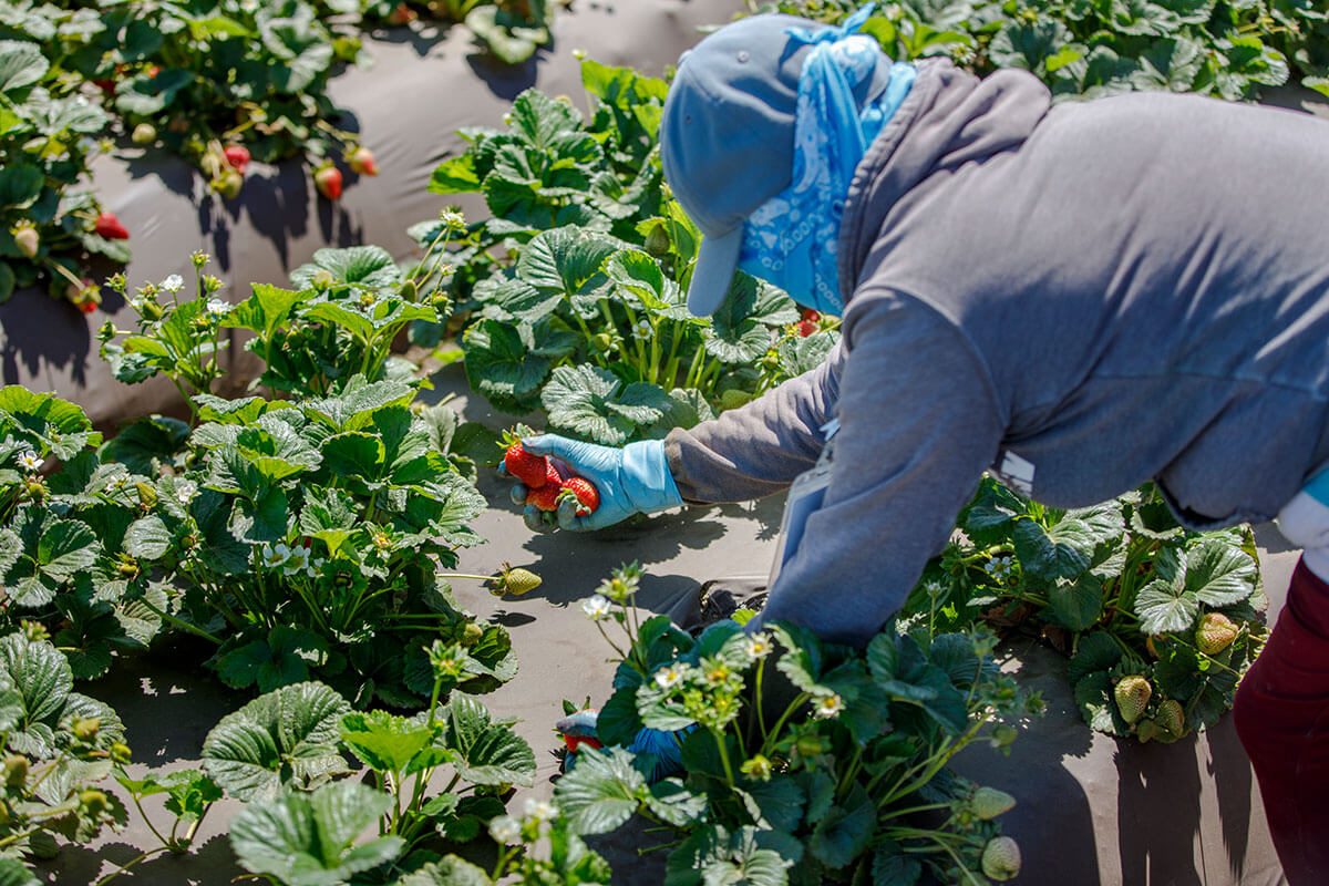 Close-up of Farmworkers Picking CA Strawberries