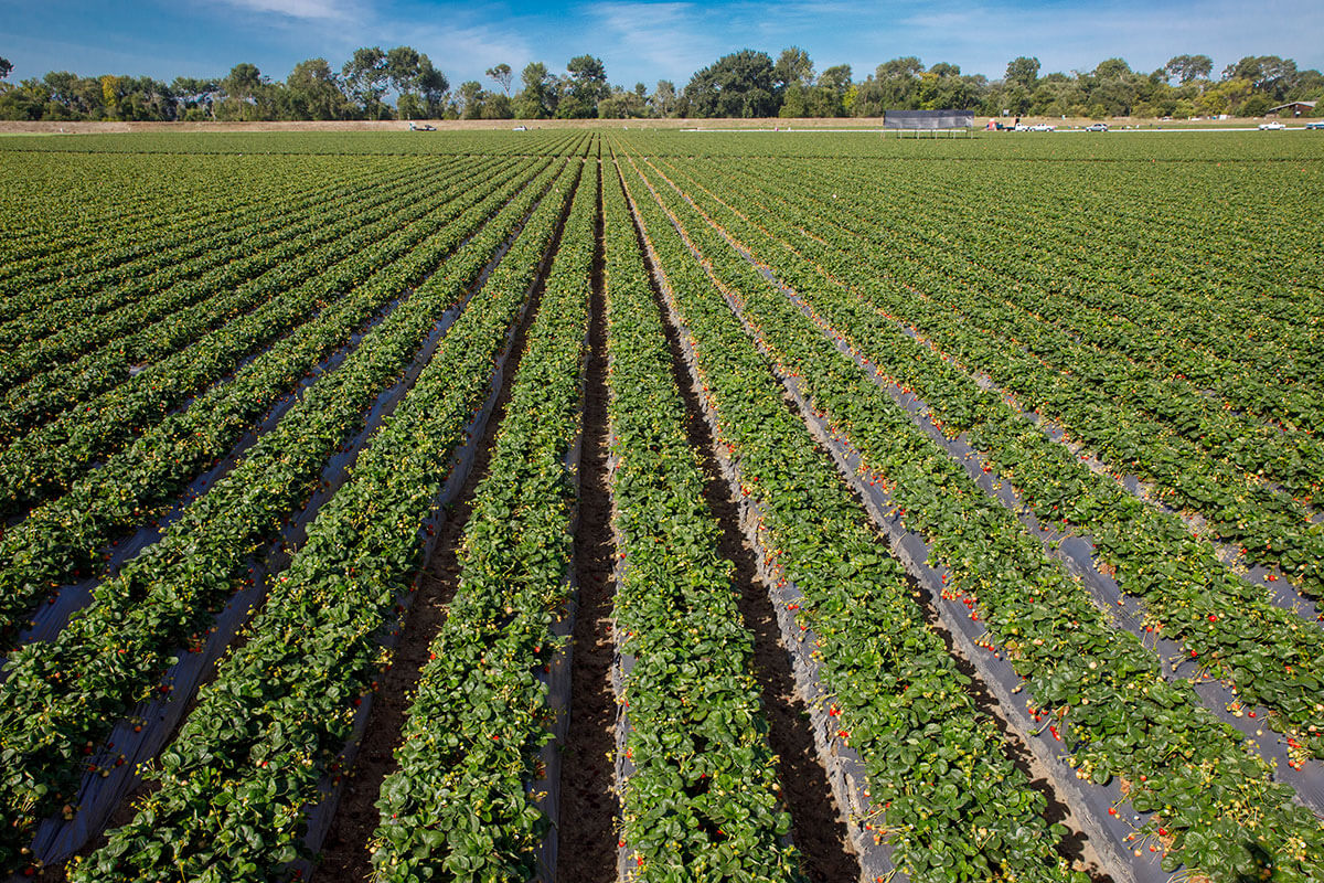 Where Strawberries are Grown California Strawberry Commission