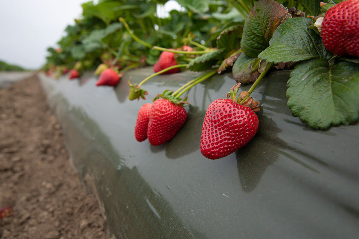 Where Strawberries are Grown California Strawberry Commission
