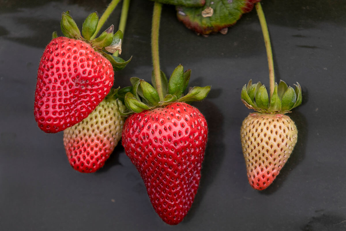 Where Strawberries are Grown California Strawberry Commission