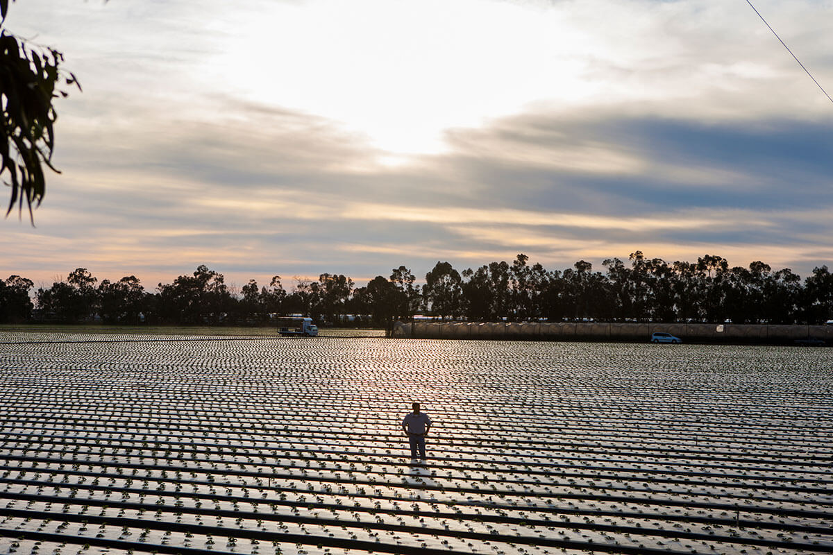 Ventura Strawberry Farmer in his Field