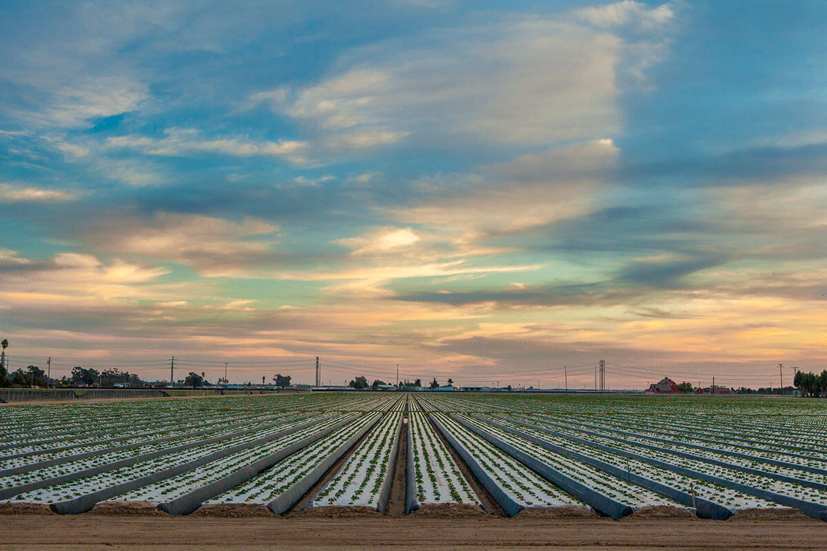 Ventura Sunset Over Strawberry Field