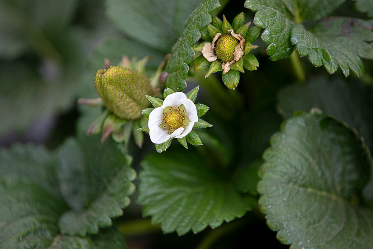 White Flower of a Strawberry Plant