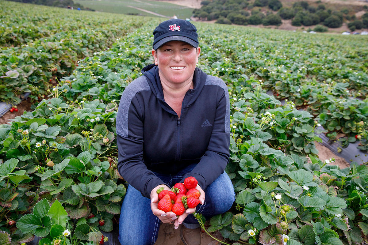 Where Strawberries are Grown California Strawberry Commission