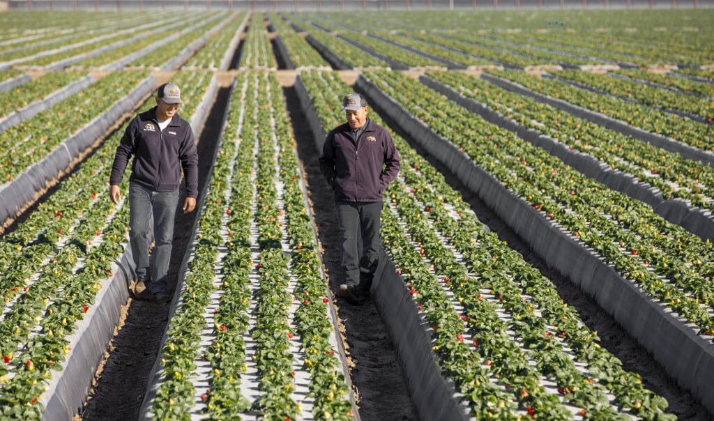 Santa Maria Strawberry Farmer Juan Candelario