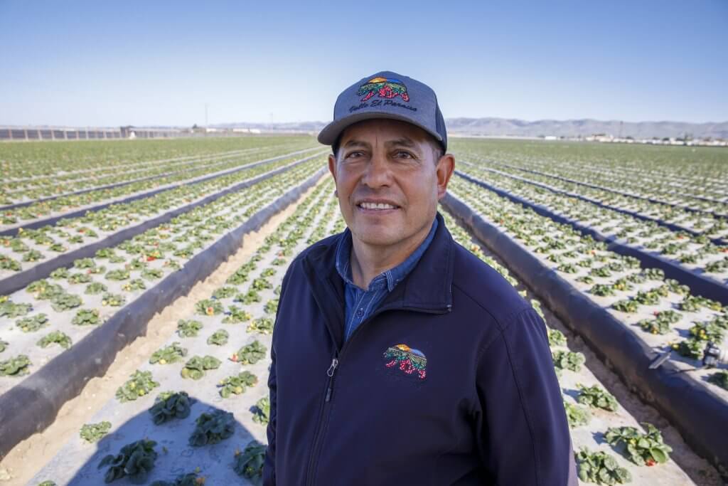Strawberry Farmer Juan Candelario