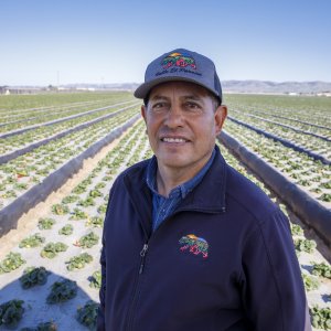 Strawberry Farmer Juan Candelario