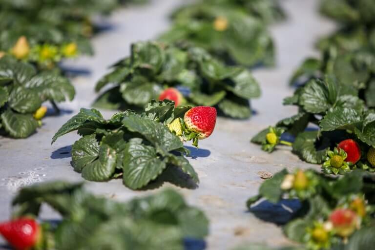 Strawberry Plants Santa Maria ca California Strawberry Commission