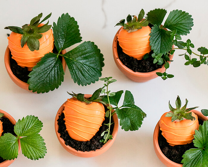 strawberry carrots in a spring garden