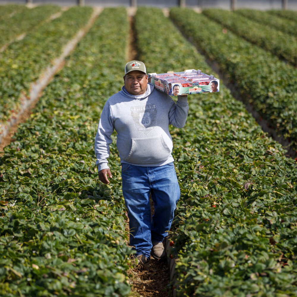 About the California Strawberry Commission California Strawberry