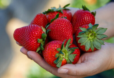hands holding strawberries