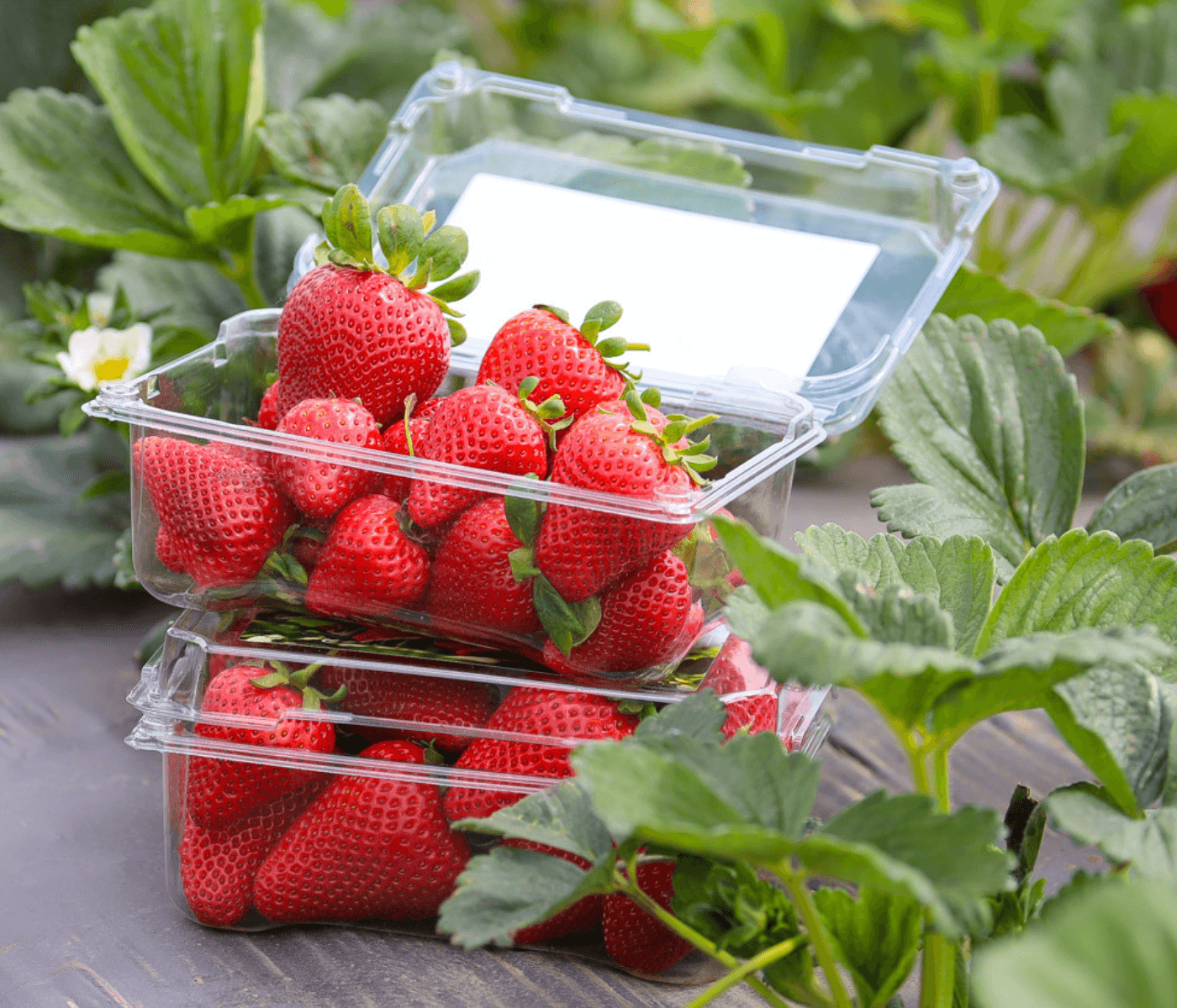 Strawberries In Store Retail - California Strawberry Commission