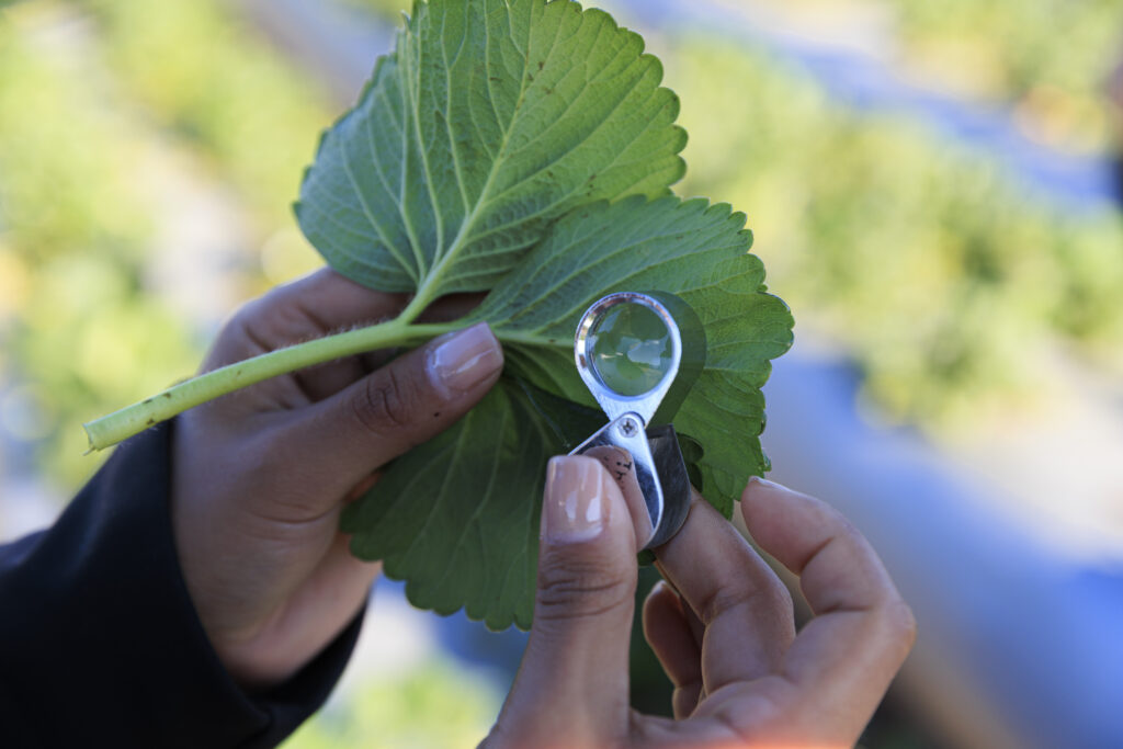 Researcher Examining a Strawberry Leaf