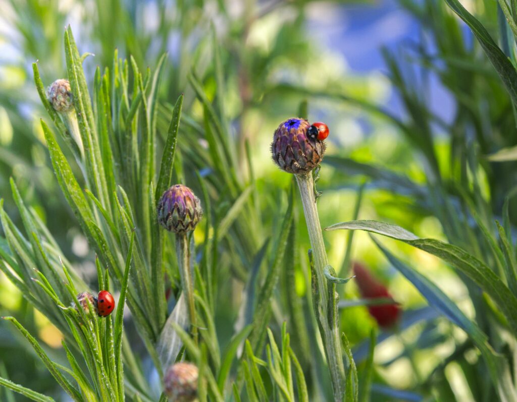 Beneficial Insects: Ladybugs