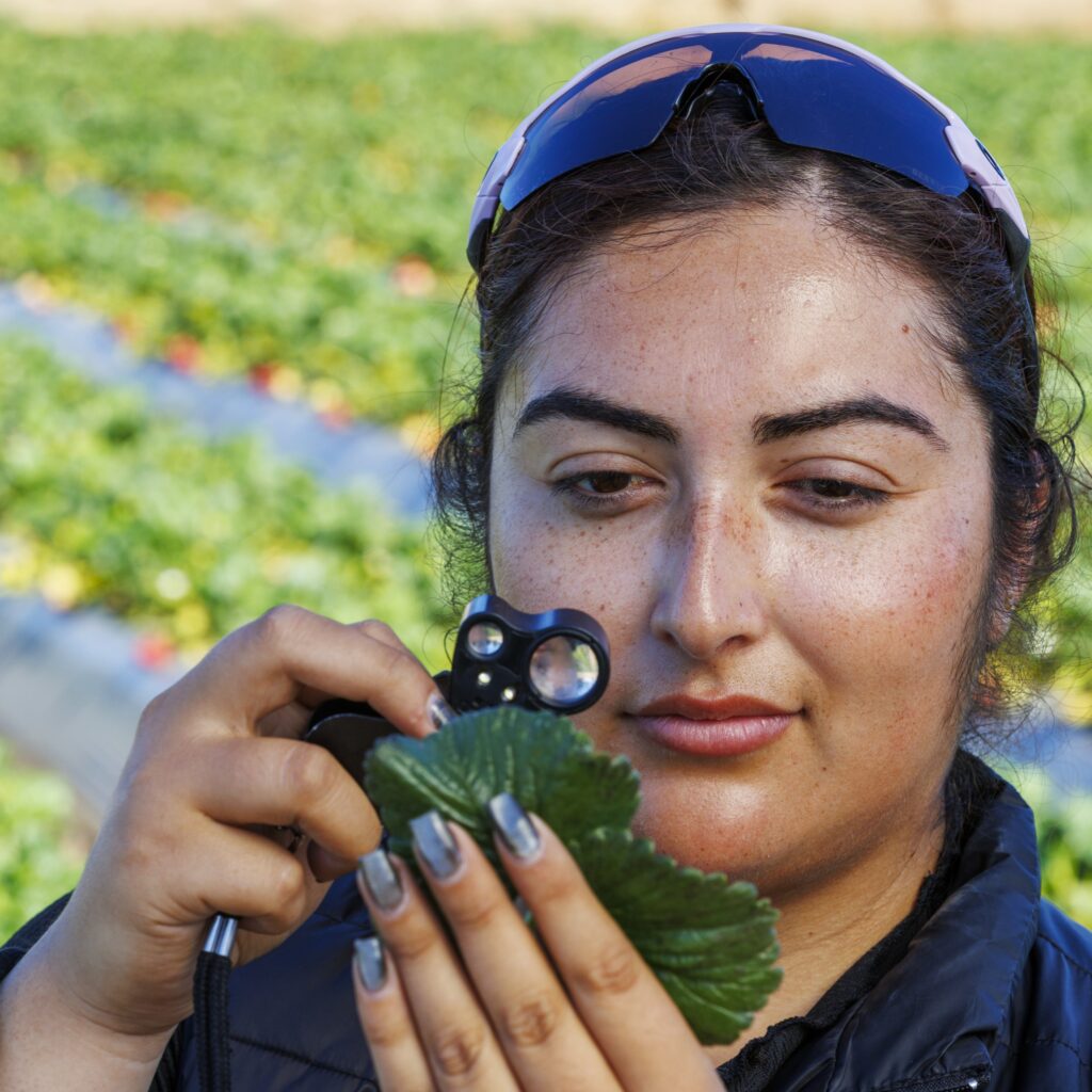 Girl inspecting strawberry leaves